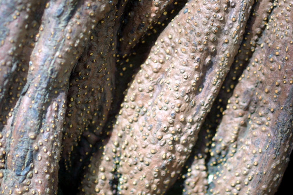 Pelliciera rhizophorae roots